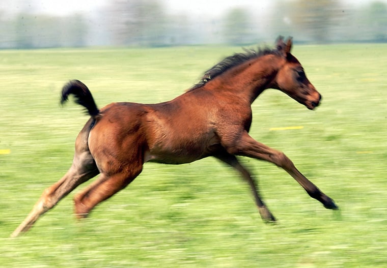 The first clone produced from the gelded endurance champion Pieraz, cavorts in a field near Cremona, Italy, in 2005.