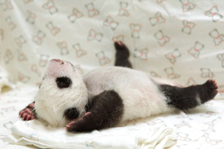 Where's the camera? The panda cub sprawls out on her blanket.