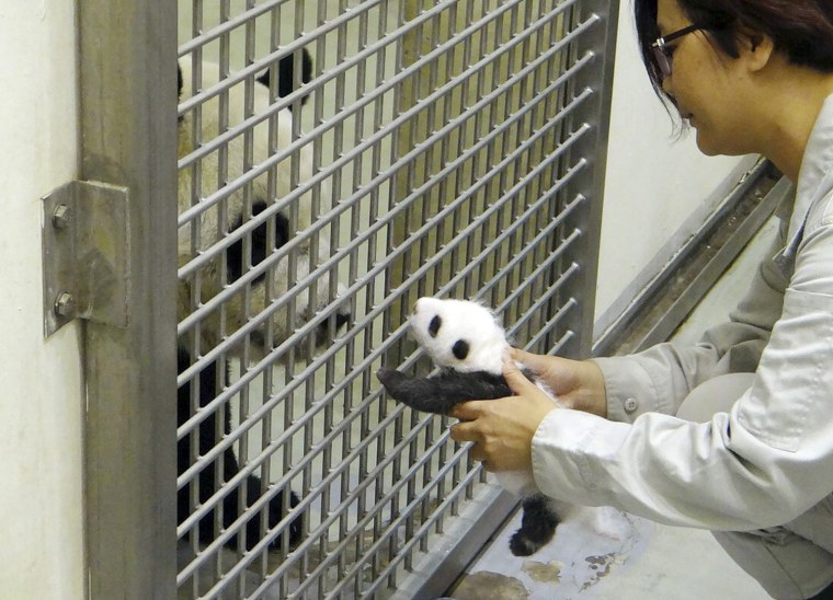 A Taipei Zoo staff worker reunites the cub with her mom...
