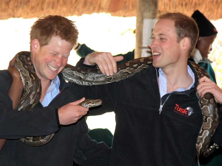 Prince Harry and Prince William  hold an African rock python during a visit to Mokolodi Education Centre.