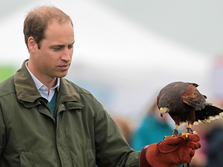 Britain's Prince William takes part in a falconry display as he attends the Anglesey Show in North Wales on August 14, 2013. The Anglesey Show is the ...