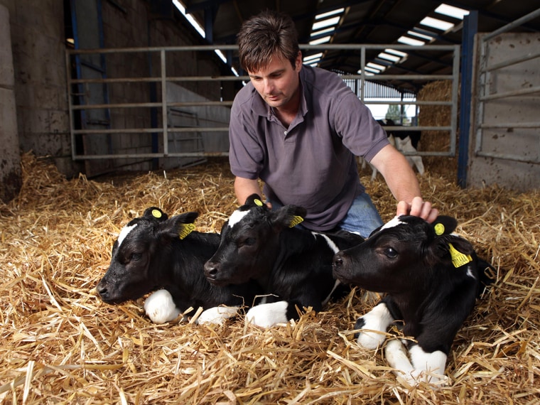 Picture by Gabriel Szabo/Guzelian

Farmer John Appleby with triplet calves that have been born to a cow on his Wirral farm at odds of 700,000 to one.
...