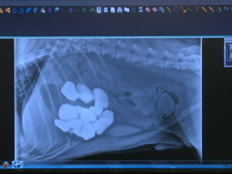 Gordon, a 7-year-old golden retriever from Minnesota, needed emergency surgery after eating nearly two pounds of rocks, seen here in an X-ray.