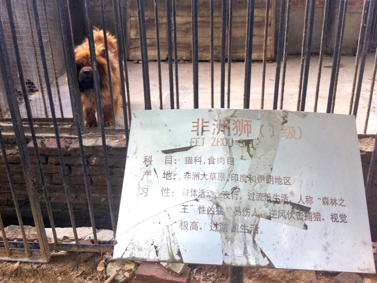 In this photo taken Monday Aug. 12, 2013, a Tibetan mastiff looks out from a cage near a sign which reads \"Afrian lion\" in Luohe zoo in Luohe in centr...