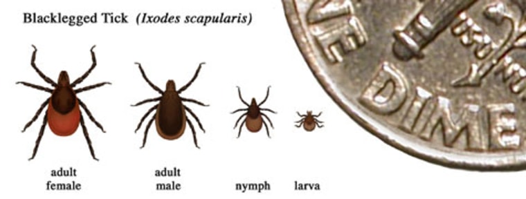 Lyme disease may be 10 times more common than previously reported, the CDC says. Adult ticks are approximately the size of a sesame seed