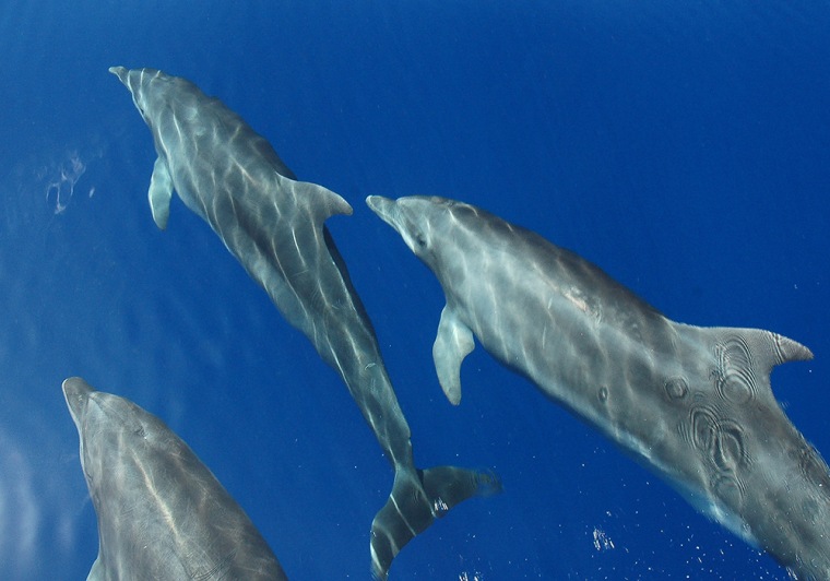 Wild bottlenose dolphins play off the bow of a sportfishing boat Friday, Aug. 8, 2008, off the Florida Keys near Islamorada, Fla. (AP Photo/Florida Ke...