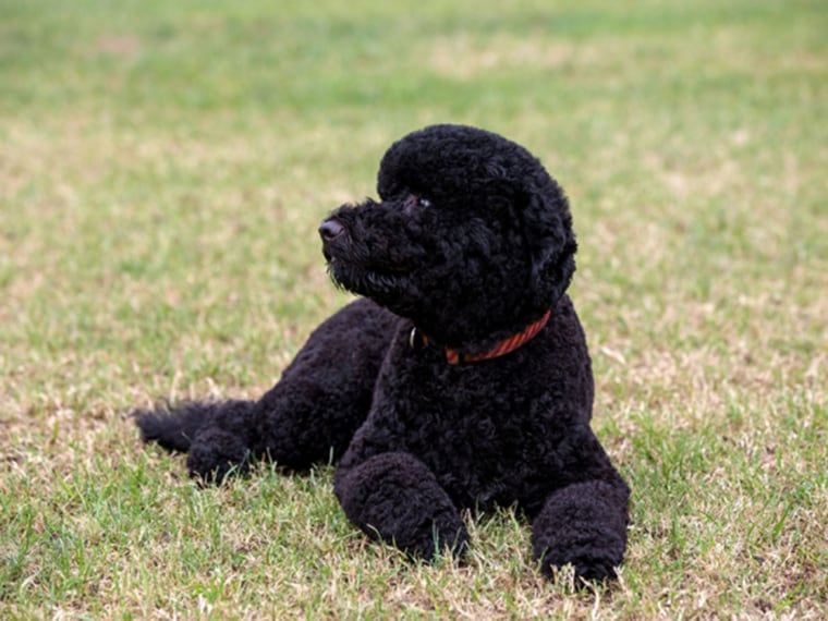 Sunny, the new Obama family dog, on the South Lawn of the White House, Aug. 19, 2013. (Official White House Photo by Pete Souza)