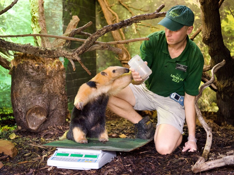 Tammy, a Tree anteater, is weighed during the London Zoo's annual weigh-in in London on August 21, 2013. The task involves weighing and measuring the ...