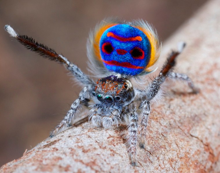 7 new species of colorful Peacock Spider join the dance party