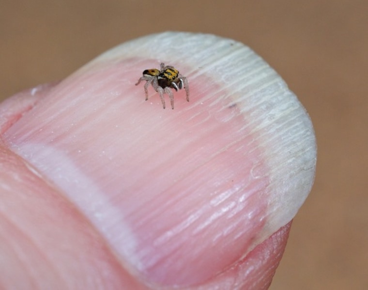 7 new species of colorful Peacock Spider join the dance party