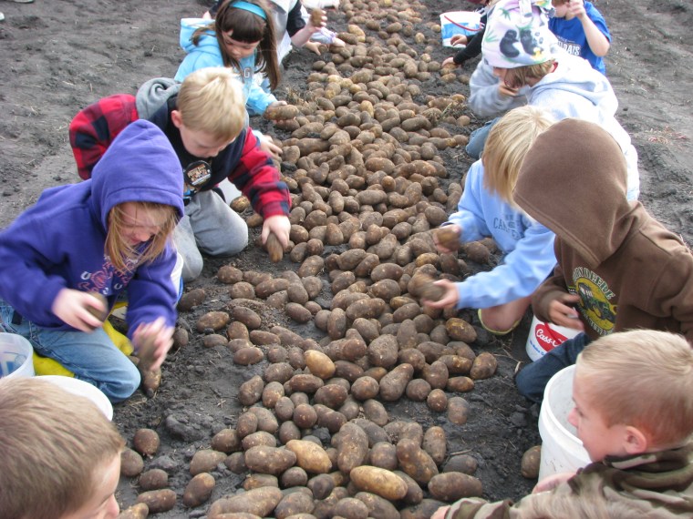 Potato Days, potato scramble