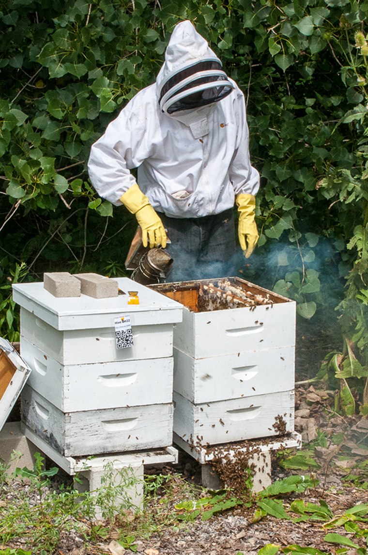 This Chicago business trains former inmates to be beekeepers