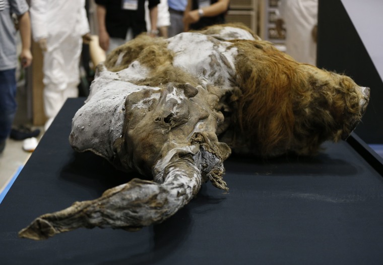 A 39,000-year-old female woolly mammoth, which was found frozen in Siberia, Russia