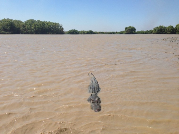 An undated image made available on 25 August 2013 shows a saltwater crocodile in the Adelaide River near Darwin, Australia. Police in northern Australia said 25 August they had killed several crocodiles that posed a risk to rescuers searching for the body of a 24-year-old local man dragged under while swimming a day earlier.