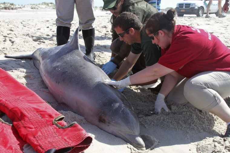 Officials examine a dead bottlenose dolphin on Aug. 9 that washed ashore on Long Island, N.Y.