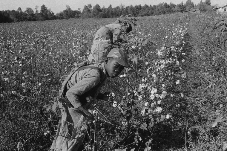 Boys picking cotton, 1962.