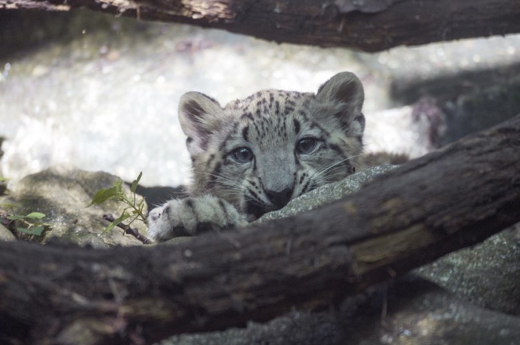 Image: Leo the snow leopard