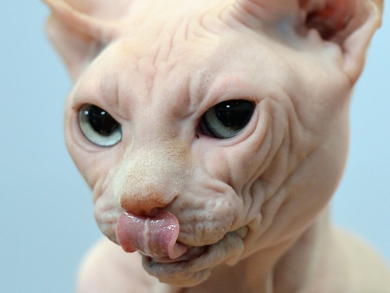 Sphinx cat

A sphynx cat is pictured during the "Dog & Cat" pet fair in Leipzig, eastern Germany, on August 24, 2013. The fair is running until August 2...