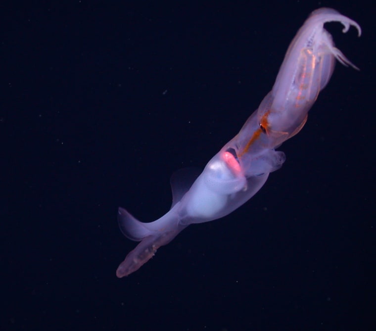 Squid's strange feeding habits caught on unprecedented video
