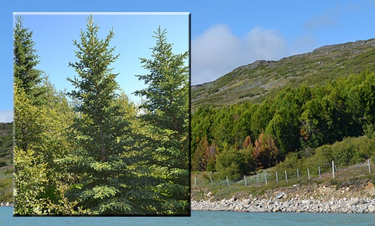 Trees in Greenland