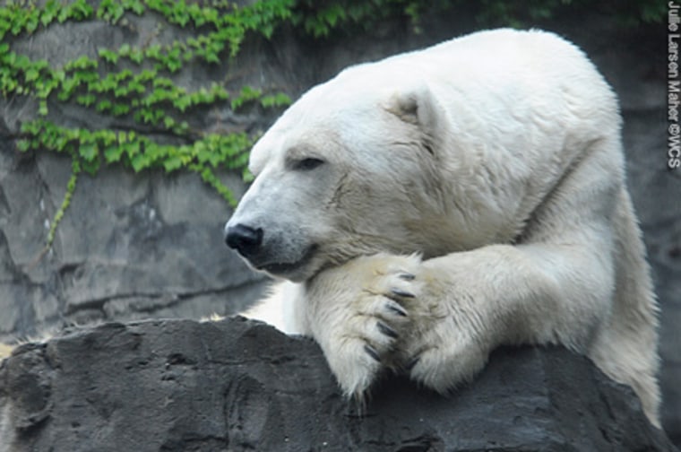 Gus, Central Park Zoo polar bear, dies at 27