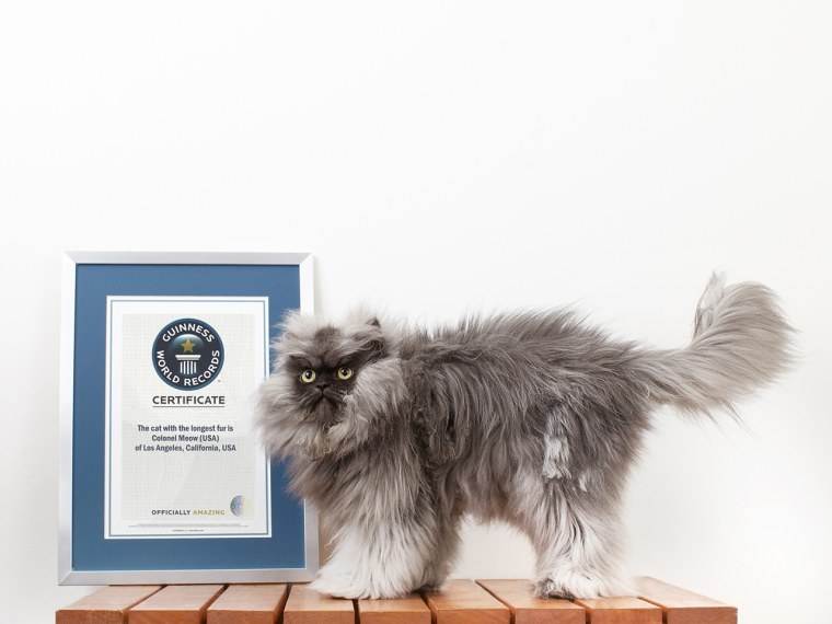 The two-year-old feline, named Colonel Meow because of  his epic frown and fur, will celebrate his achievement with his owners in Los Angeles.