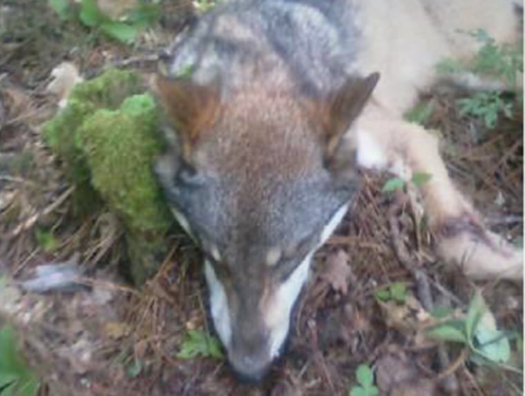 A 75-pound gray, male timber wolf was captured by trappers with the U.S. Department of Agriculture after attacking a 16-yea- old boy in Minnesota.