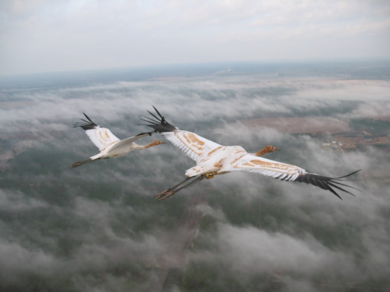 Young whooping cranes in flight.