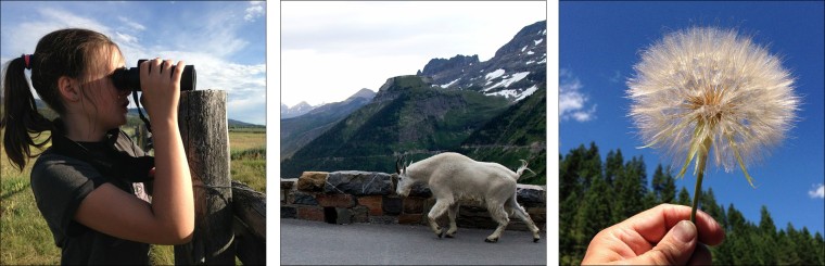 L: Ellie watches bison near Teton National Park; C: A mountain goat makes it way up Going-to-the-Sun road in Glacier N.P. (photo courtesy Maggie Seida...