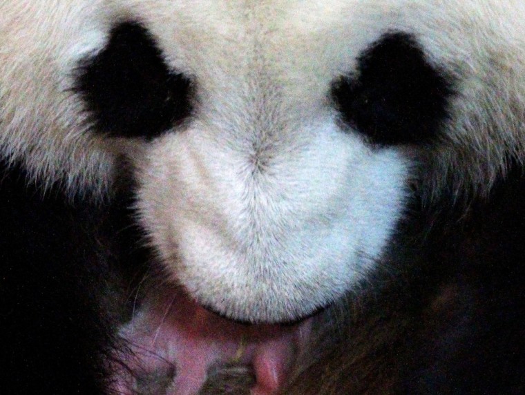 Image: Panda and cub
