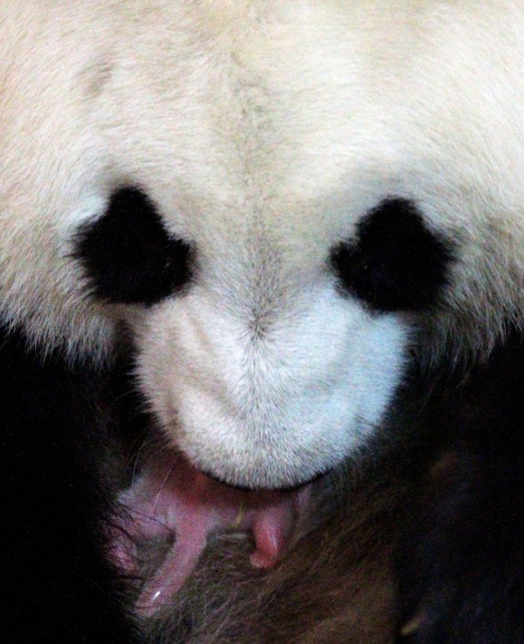 Image: Panda mom and cub