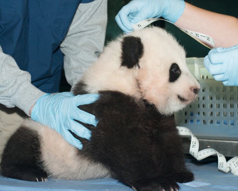 Bao Bao was measured by the National Zoo staff just before she turned 100 days old.