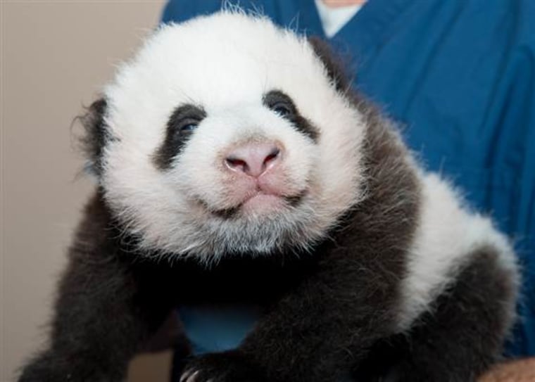 Giant panda Mei Xiang gave birth to Bao Bao on August 23.