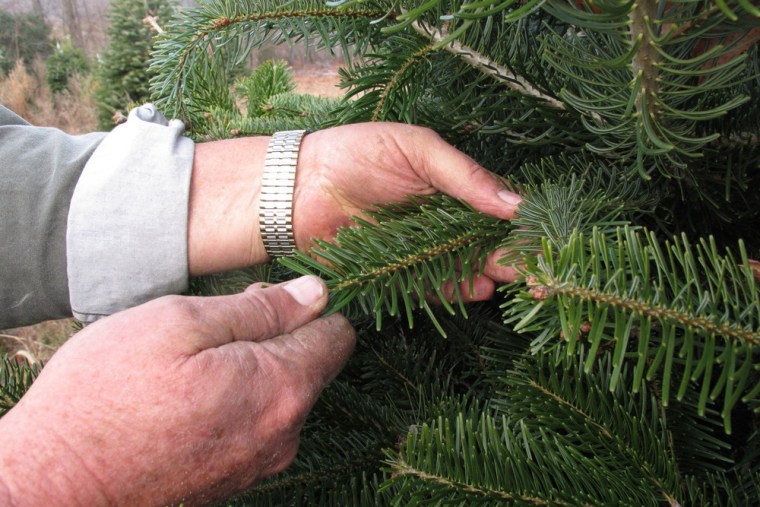In this Nov. 16, 2013 photo, tree farmer Jeff Pollard strokes the needles of a Turkish fir on one of his farms in Bakersville, N.C.