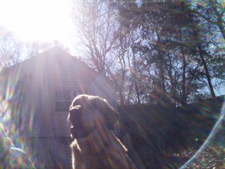 A dog takes a picture of his backyard companion with a Nature's Recipe collar camera.