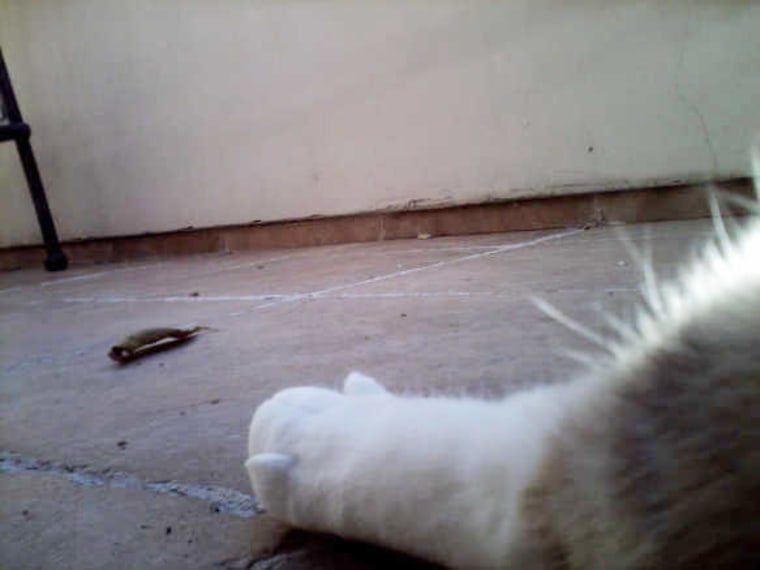 IMAGE: Cat named Charlie takes a photo of his own foot with a camera attached to his collar