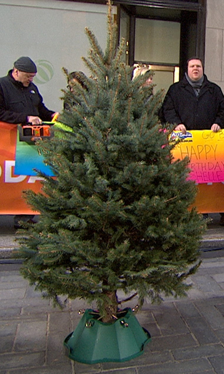 Colorado Blue Spruce