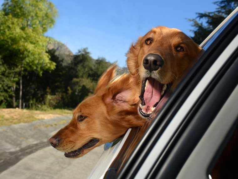 Two blond Labradors peer out of a window.