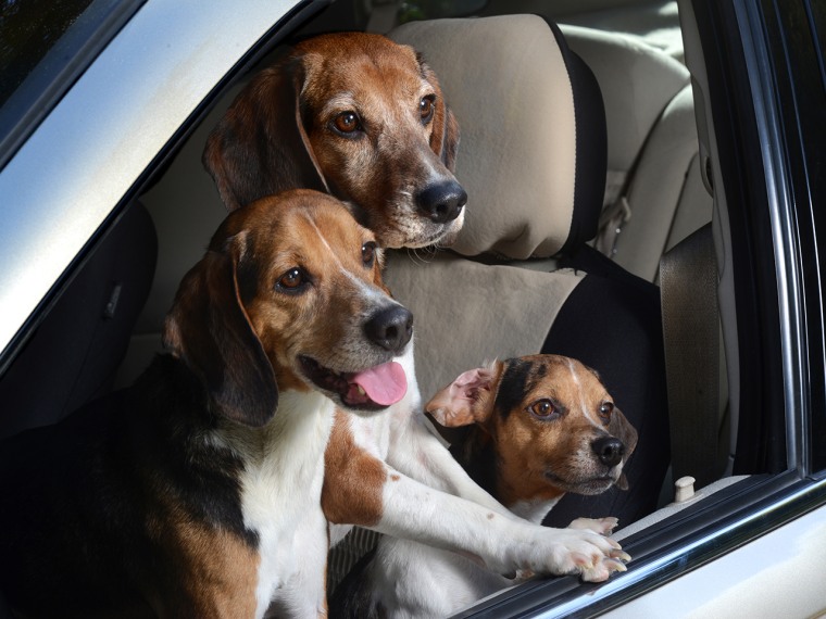 Image #: 25848733    ***EXCLUSIVE***  LOS ANGELES, CA - UNDATED: Three pocket beagles lean out of a window in Los Angeles, California.  A WACKY photog...