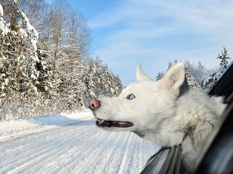 Image #: 25848736    ***EXCLUSIVE***  LOS ANGELES, CA - UNDATED: A white Siberian husky leans out of a window in Los Angeles, California.  A WACKY pho...