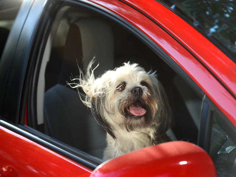 Image #: 25848739    ***EXCLUSIVE***  LOS ANGELES, CA - UNDATED: A shih tzu leans out of a car window in Los Angeles, California.  A WACKY photographe...