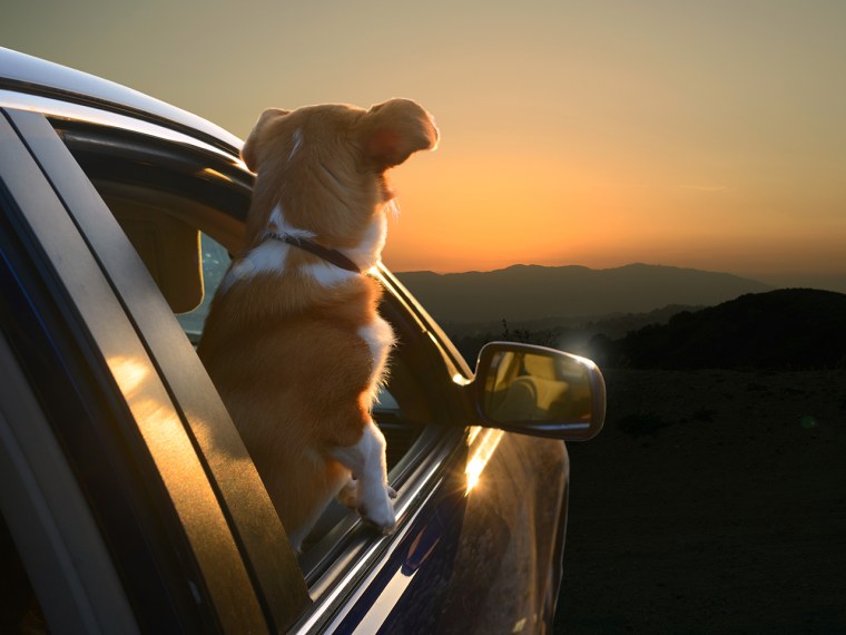 A corgi peers out of a window.