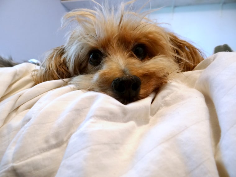 Image: Small dog on bed