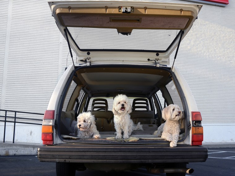 Three poodles sit in the trunk.