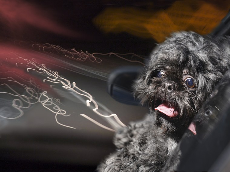 A black shih tzu in the trunk.