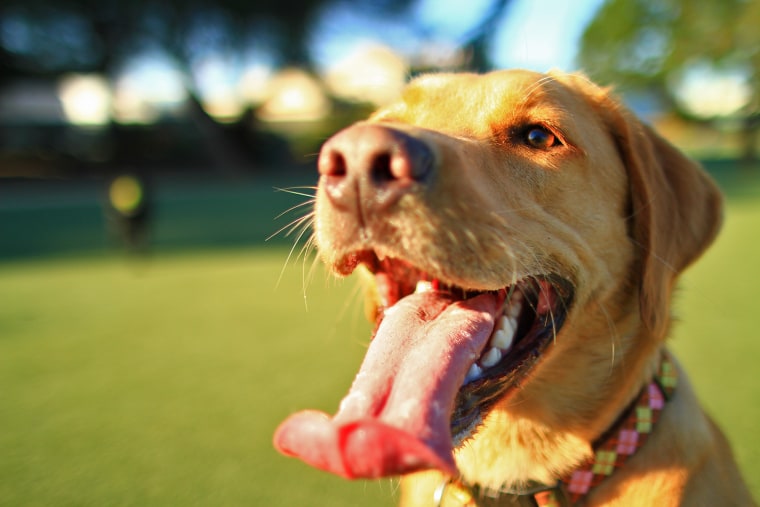 Image: Happy dog