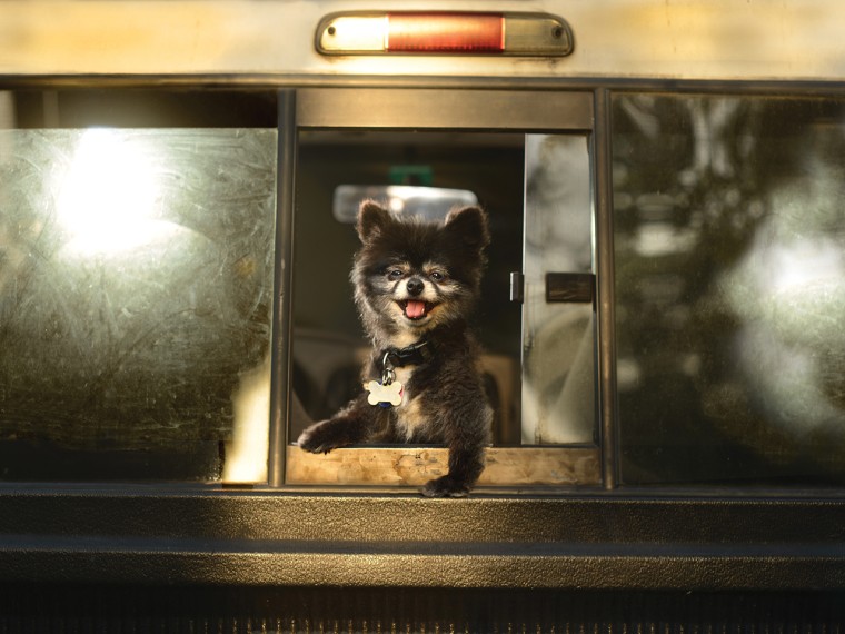 A toy Pomeranian in a bus window.