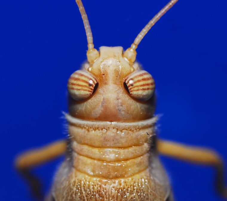 IMAGE: Locust