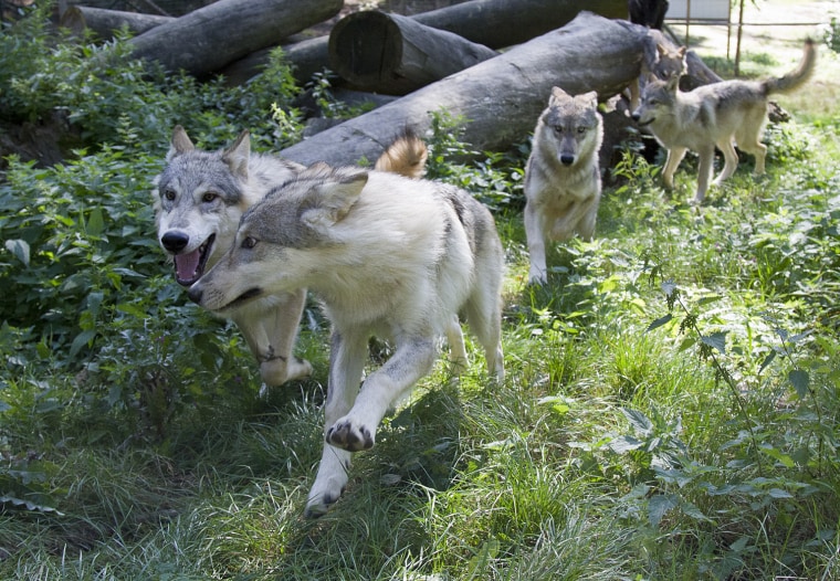 Wolves can also be man's best friend, scientists say