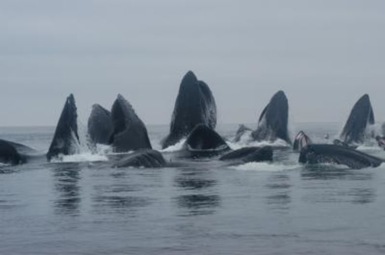 Image of humpback whales